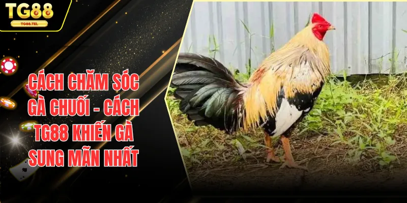 Cách Chăm Sóc Gà Chuối - Cách TG88 Khiến Gà Sung Mãn Nhất 1 cách chăm sóc gà chuối